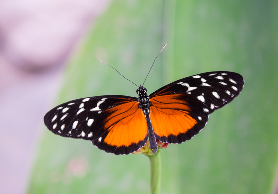 vlinder macro opname